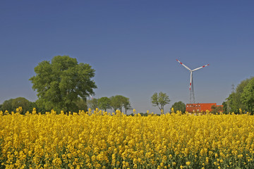 Rafsfeld mit Windkraftanlage. Bad Iburg, Niedersachsen, Germany