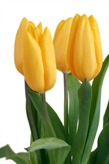 Spring Flowers Tulips