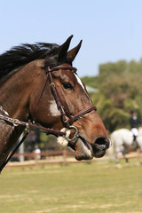 Fototapeta premium pferd - turnier