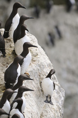 Common Guillemot colony (Uria aalge)