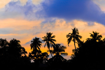 Silhouette of palms and sunset