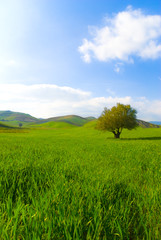 Green landscape with isolated tree