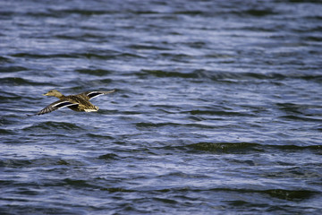 wild ducks flying