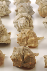 Murice spinoso - Garusoli