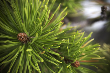 Fresh Pine Scent