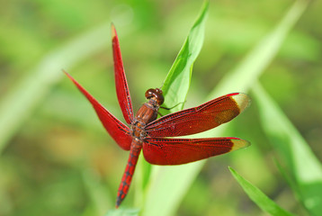 RED DRAGONFLY