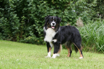 la pose statique du berger australein adulte dans le jardin