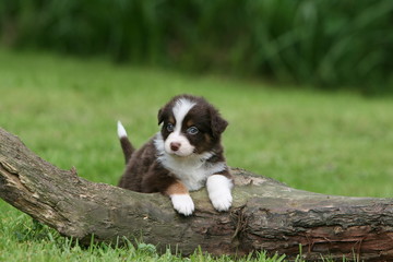 moment de detente pour le chiot berger australien