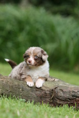 Fototapeta premium le regard coquin d'un chiot berger australien dans le jardin