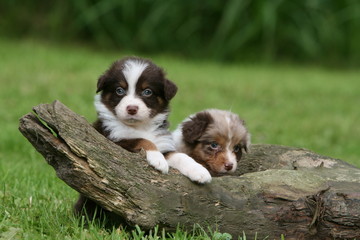 jeu derrière un tronc de deux chiots bergers australiens