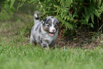 Fototapeta premium tout petit chiot berger australien se baladant dans le jardin