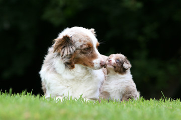 le bisou entre la maman et le chiot berger australien