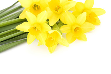 yellow narcissus