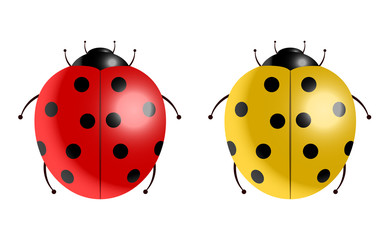 Vector illustration of ladybugs