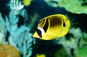 Fototapeta na wymiar butterfly fish