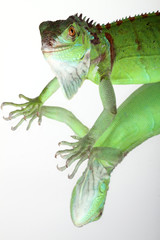 Green Iguana