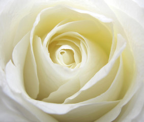 Obraz na płótnie Canvas Biała róża z bliska