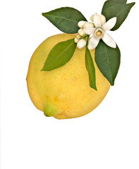 Lemon and flowers isolated on white background