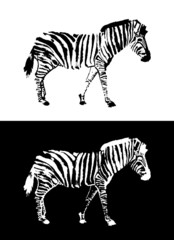 Fototapeta na wymiar zebra illustration vector