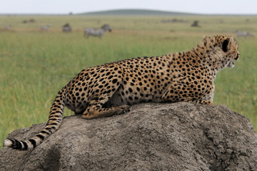 gepard © Stefan Richter