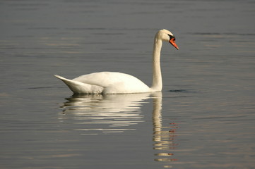 Schwan