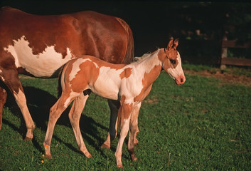 American paint horse colt