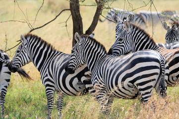 Zebras