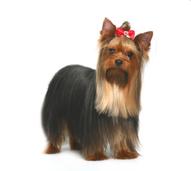 Yorkshire terrier.