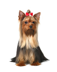 Yorkshire terrier on white background.