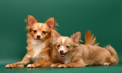 Two dogs of breed chihuahua.