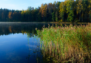 Forest lake