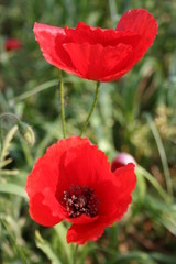 Obraz premium Coquelicot 03