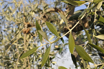 Toscana, Urlaub in Italien zwischen Olivenbäume und schönen Landschaften