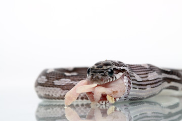 snake