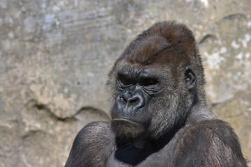 Retrato de gorila. Vertical