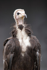 Kappengeier, Necrosyrtes Monachus