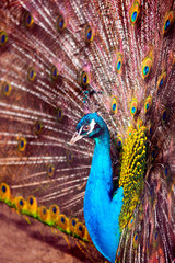 Obraz premium Peacock