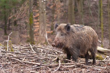 Wildschwein, sus scrofa