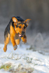 running dog