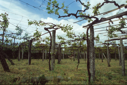 Vigne sur piquets en  granit , Galice