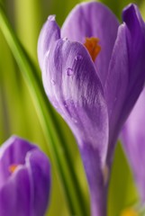 Crocus