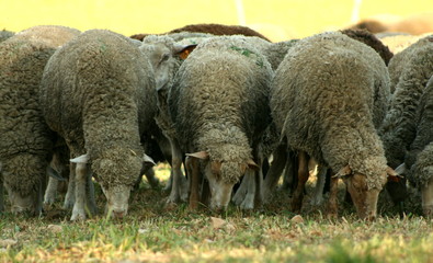 moutons en pâture