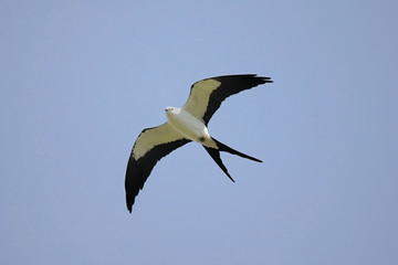 Swallow-tailed Kite