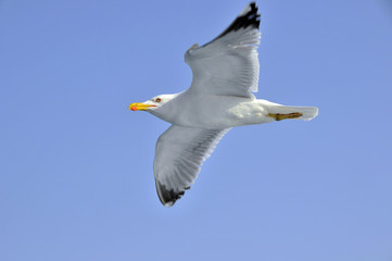 seagull