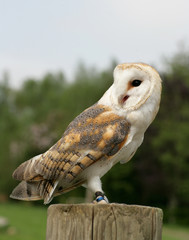 Portrait of a Barn Owl