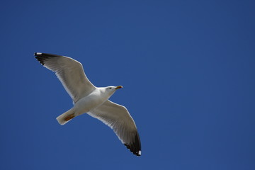 Obraz premium Yellow legged gull on blue sky
