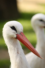 White Stork (Ciconia ciconia)