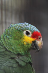 Red-lored Parrot