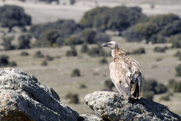 buitre  leonado
