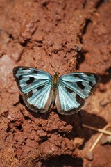 Butterfly on Clay